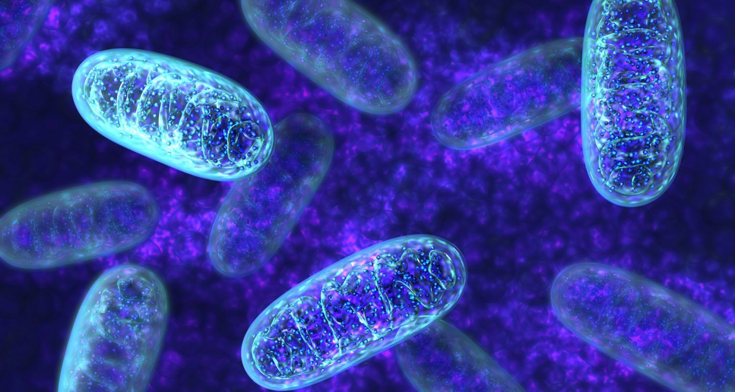 Angers accueille le plus grand congrès mondial sur les maladies mitochondriales